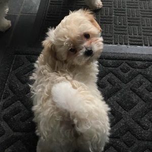 Meet your Posher, Darcy